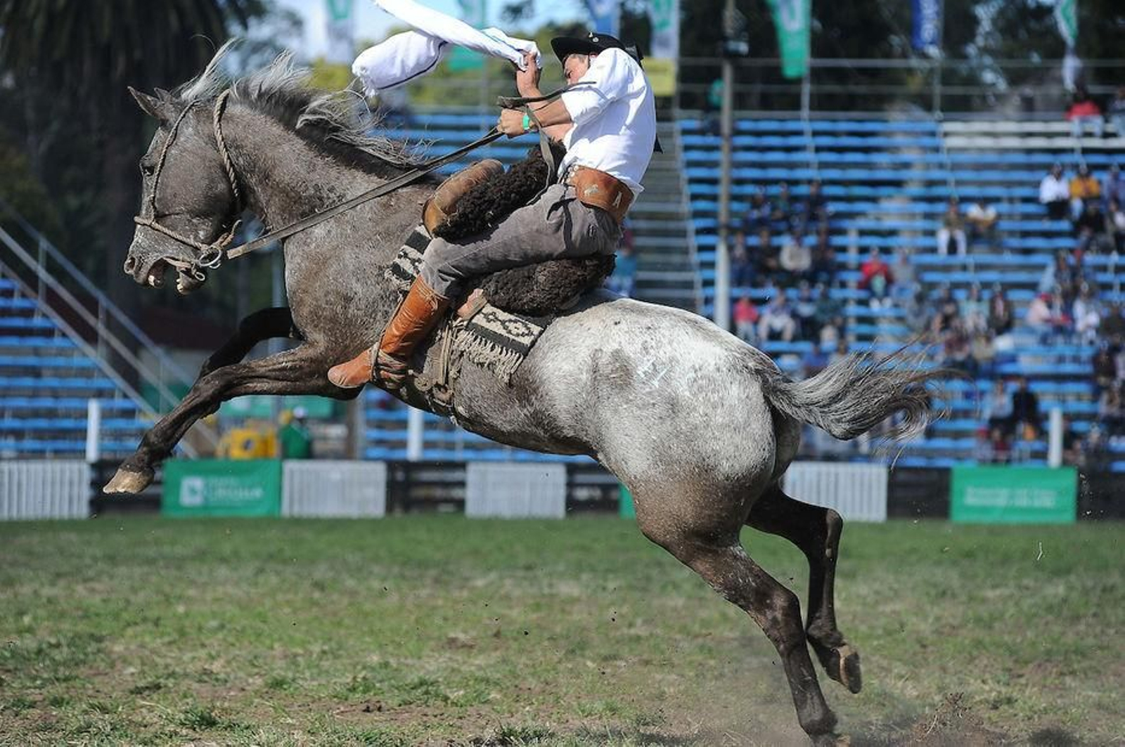 Imagen de archivo de doma de caballos