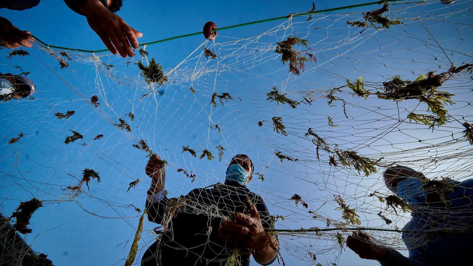 Alga invasora en redes de pescadores. Alga invasora en redes de pescadores.