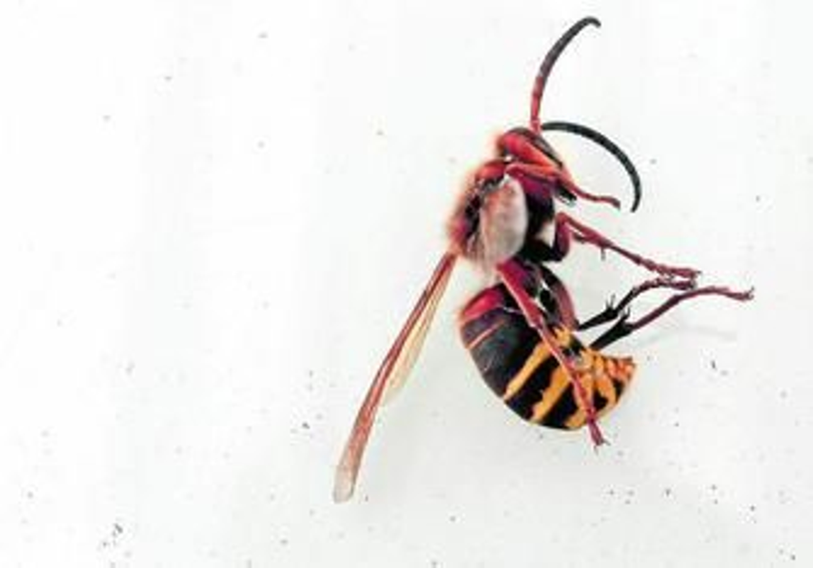 Un ejemplar de avispa asiática (vespa velutina) en una foto tomada ayer en Los Barrios.