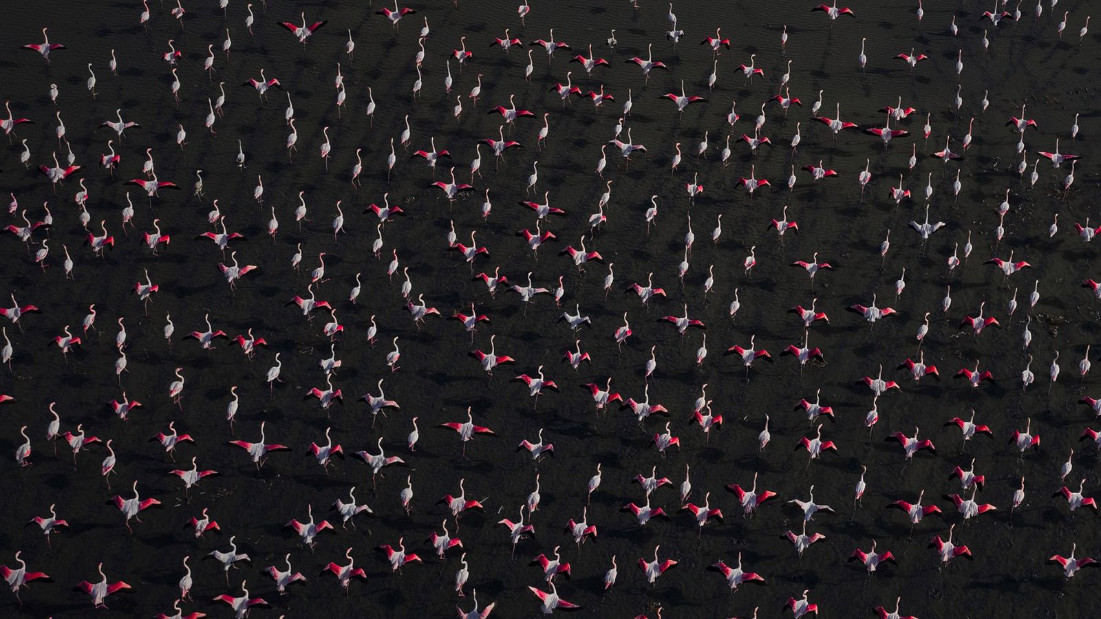 Flamencos en una imagen aérea. Dehesa de Abajo.