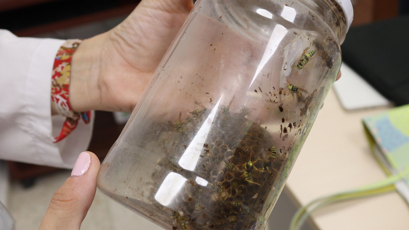 Un panal de himenópteros usado para estudiar a estos insectos en el Reina Sofía.