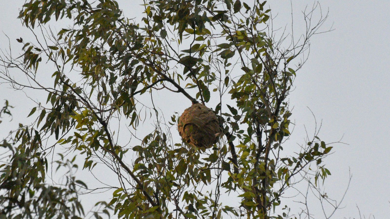 El avispero en la copa del árbol. El avispero en la copa del árbol.