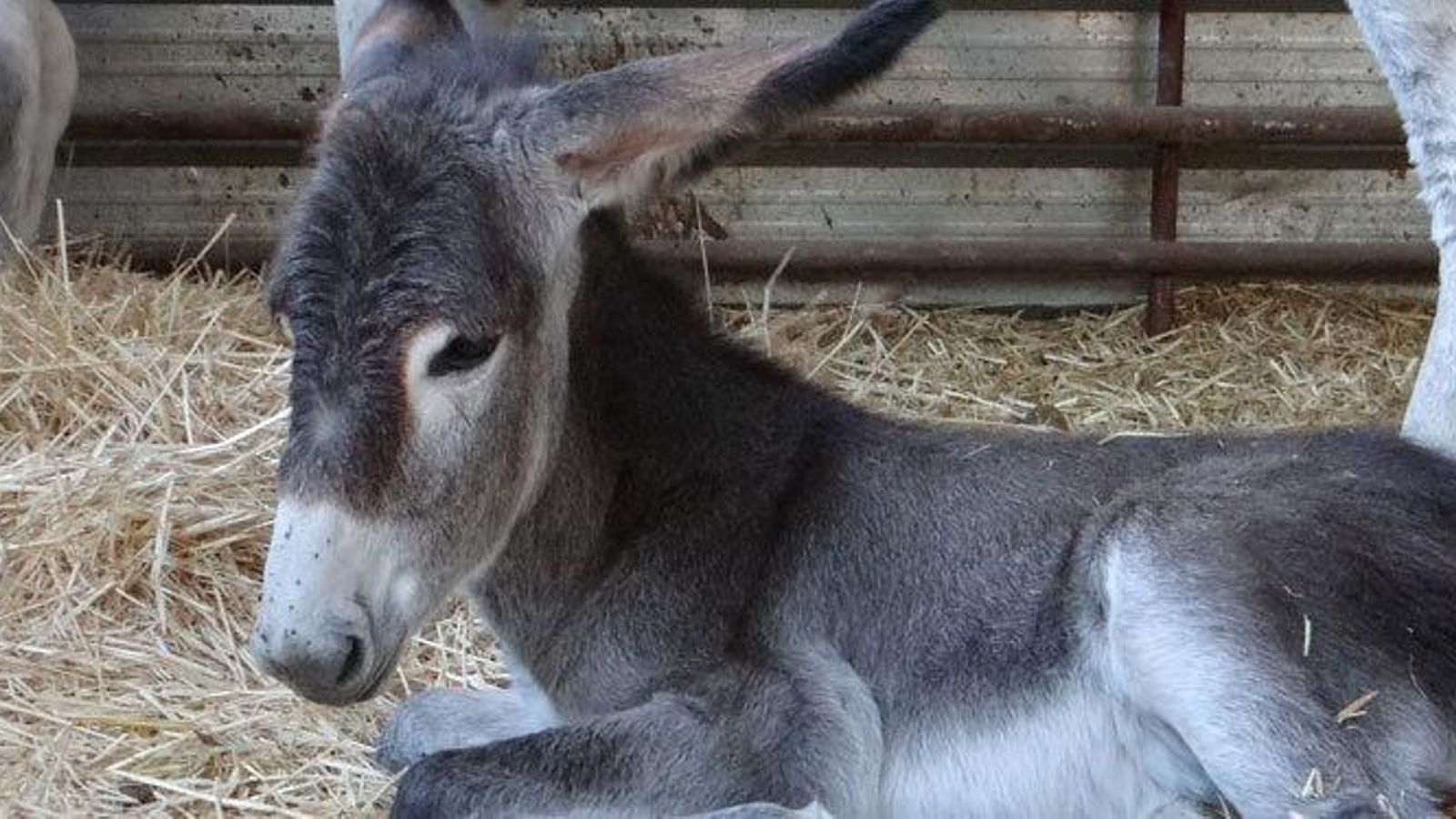 La Asociación APRAA (Asociación Para la Recuperación del Asno Andaluz) nace con la intención de preservar al asno andaluz en peligro de extinción