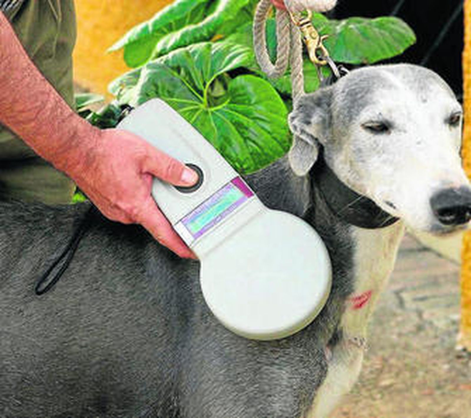 La falta de identificación es una de las infracciones graves más frecuentes.