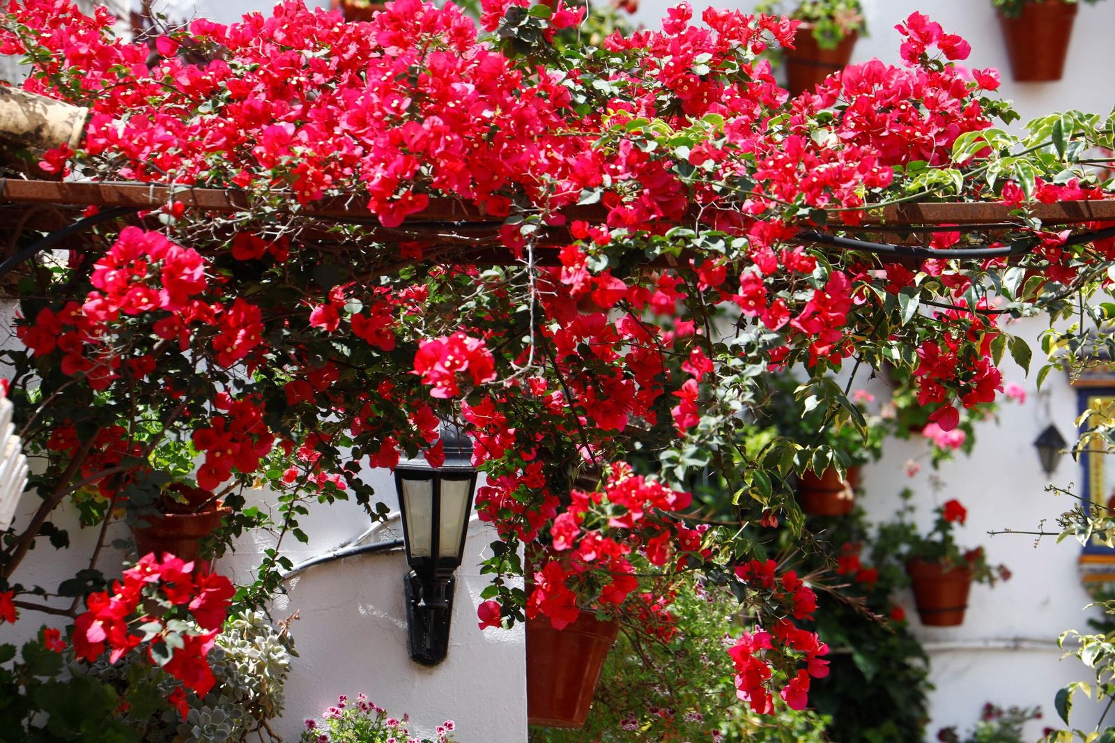 Un recorrido en imágenes por los patios de la ruta Regina-Realejo