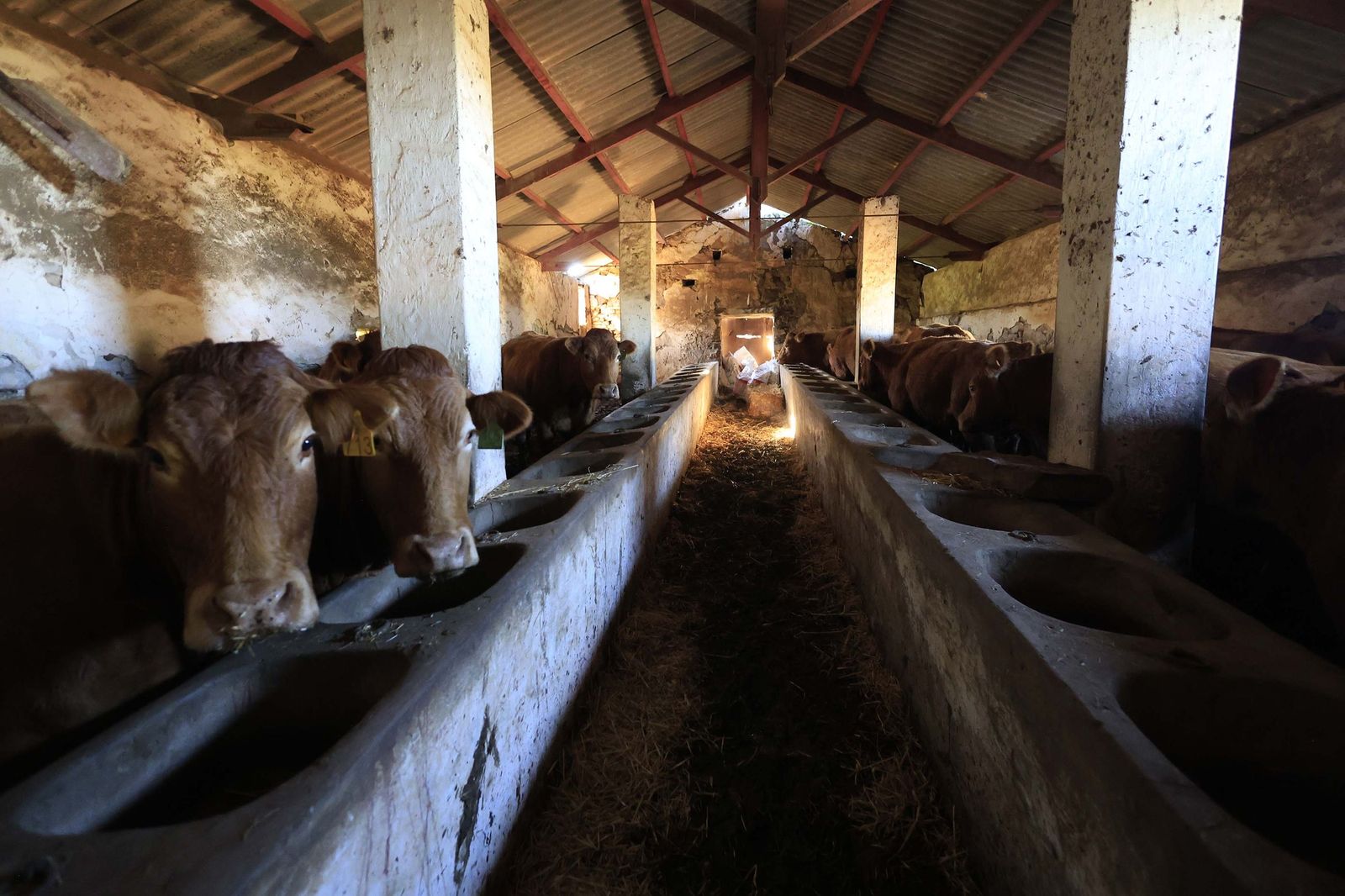 Las fotografías de la ganadería de Luis Benítez en Tarifa