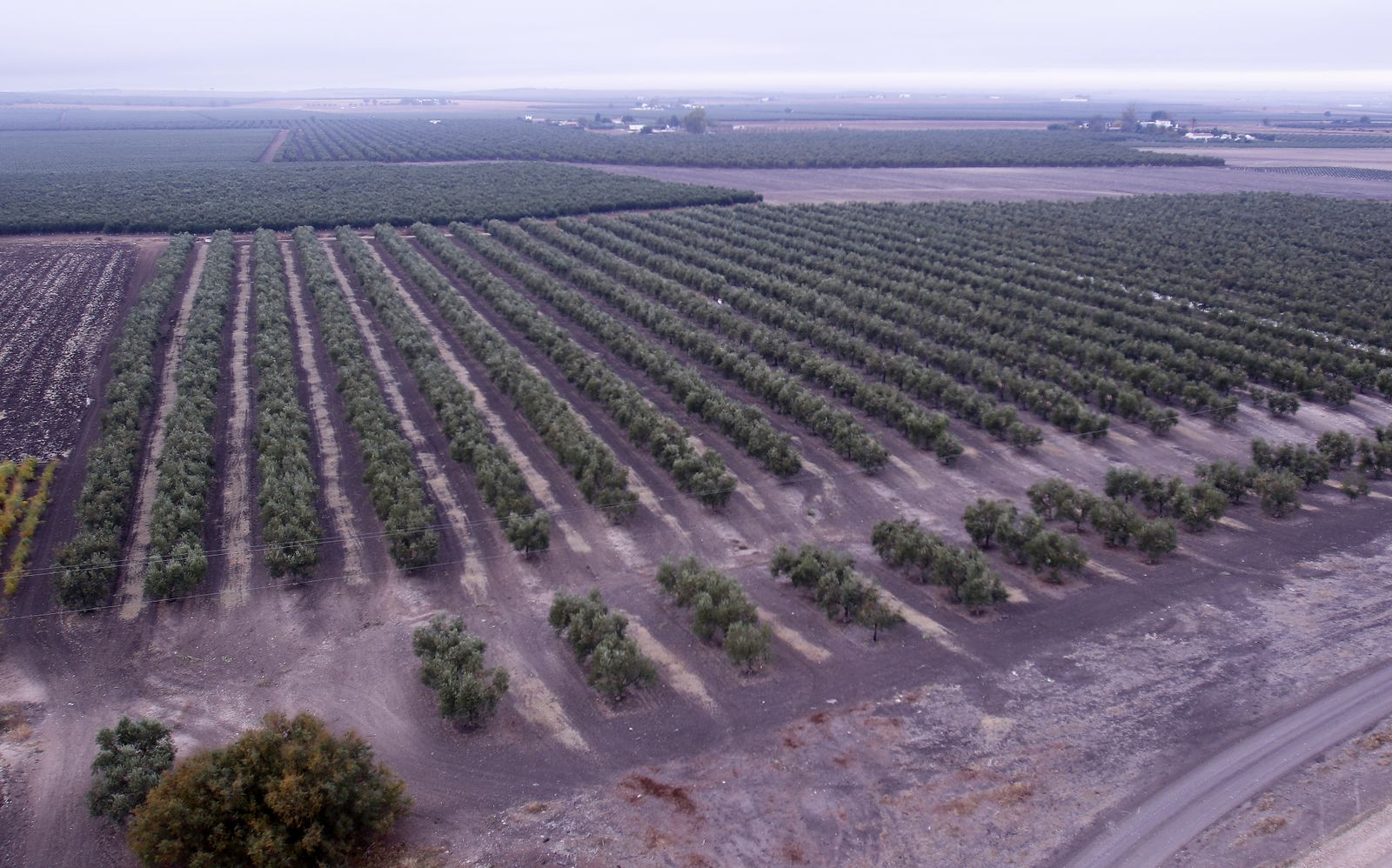 Reportaje sobre el aceite de oliva