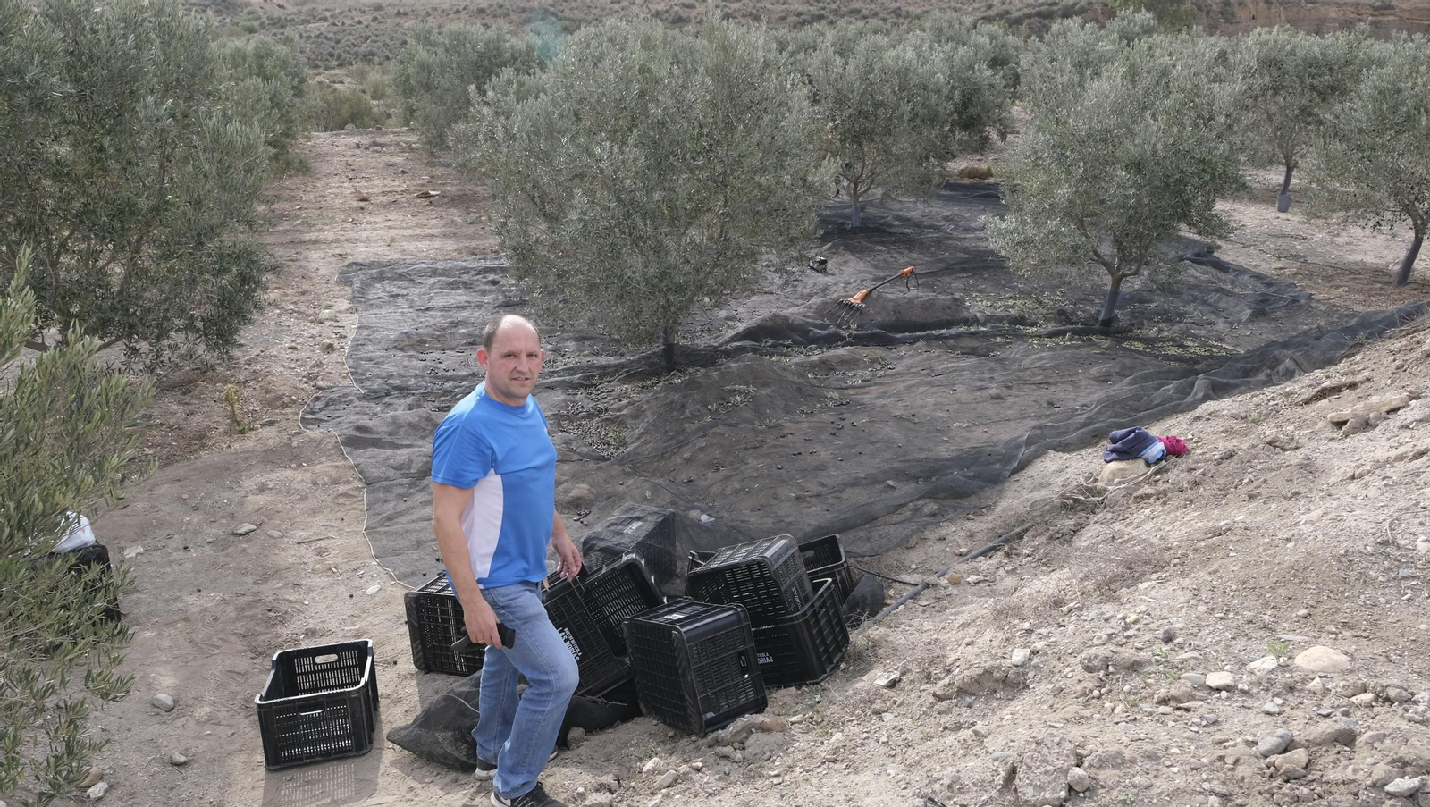 Época de recogida de aceitunas, en imágenes