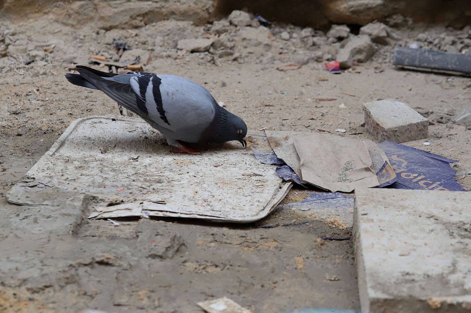 Imágenes del domingo 19 de febrero en Huelva