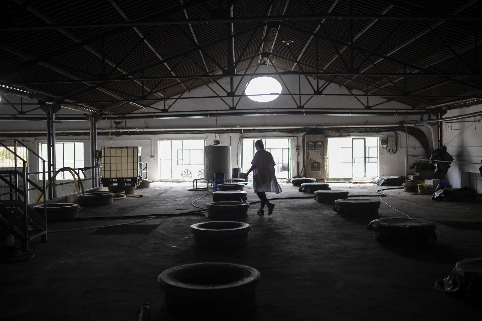 Imágenes de la vendimia en el Condado de Huelva