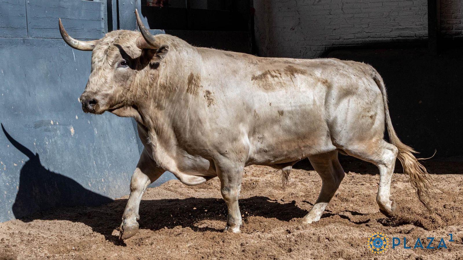 El "novillo" de la ganadería de Aurelio Hernando que hirió a Jesús Moreno. El "novillo" de la ganadería de Aurelio Hernando que hirió a Jesús Moreno.