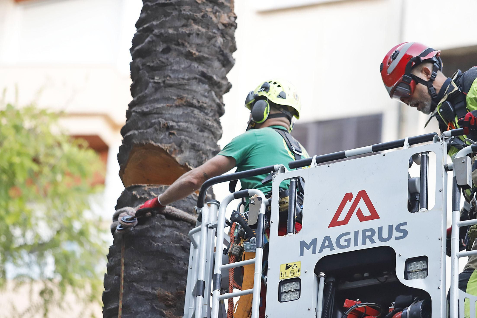 Imágenes de la tala de la emblemática Palmera de Huelva