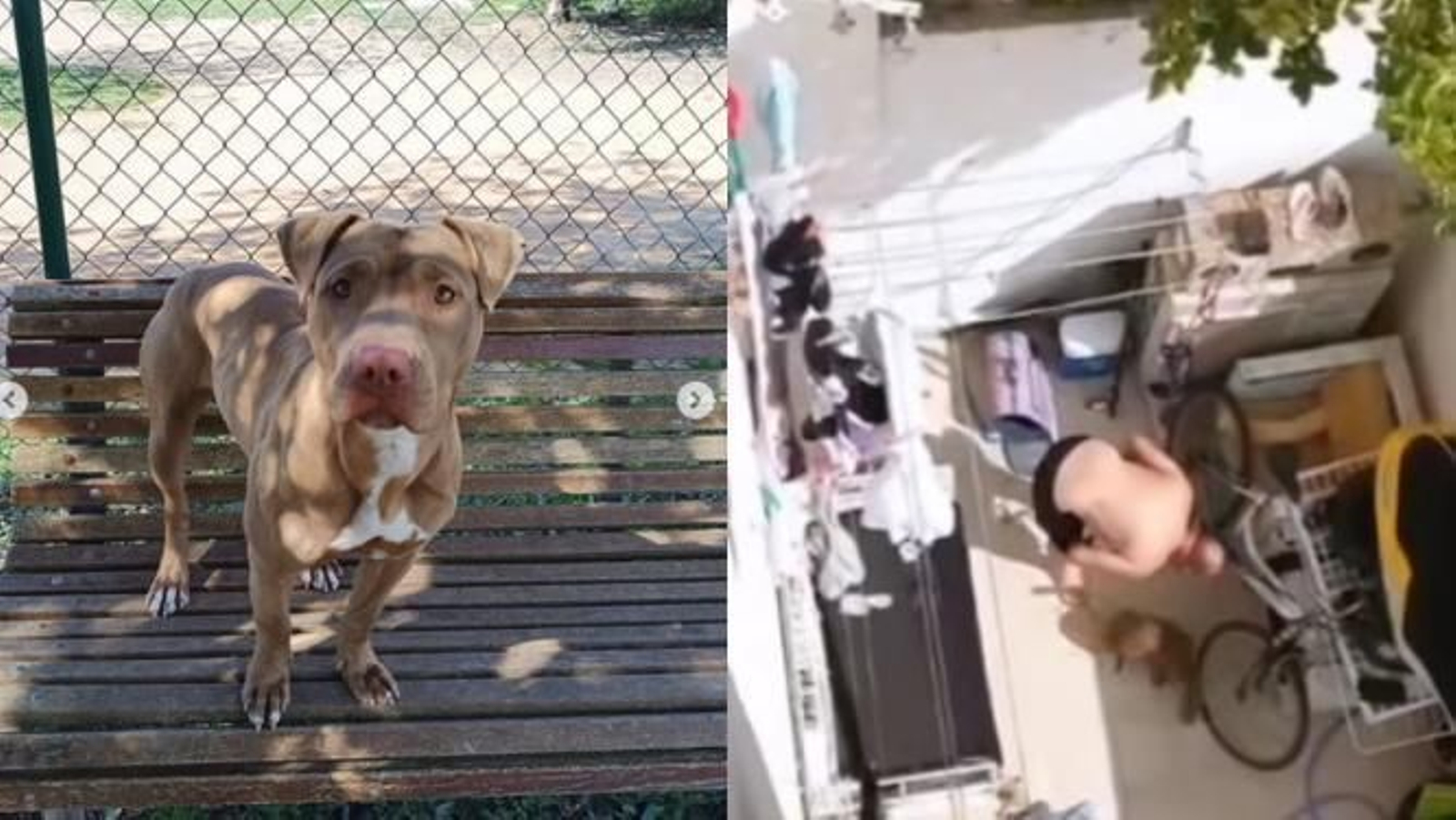 Ibiza se moviliza para salvar a Lia, la perra que volvió con sus dueños que la maltrataan