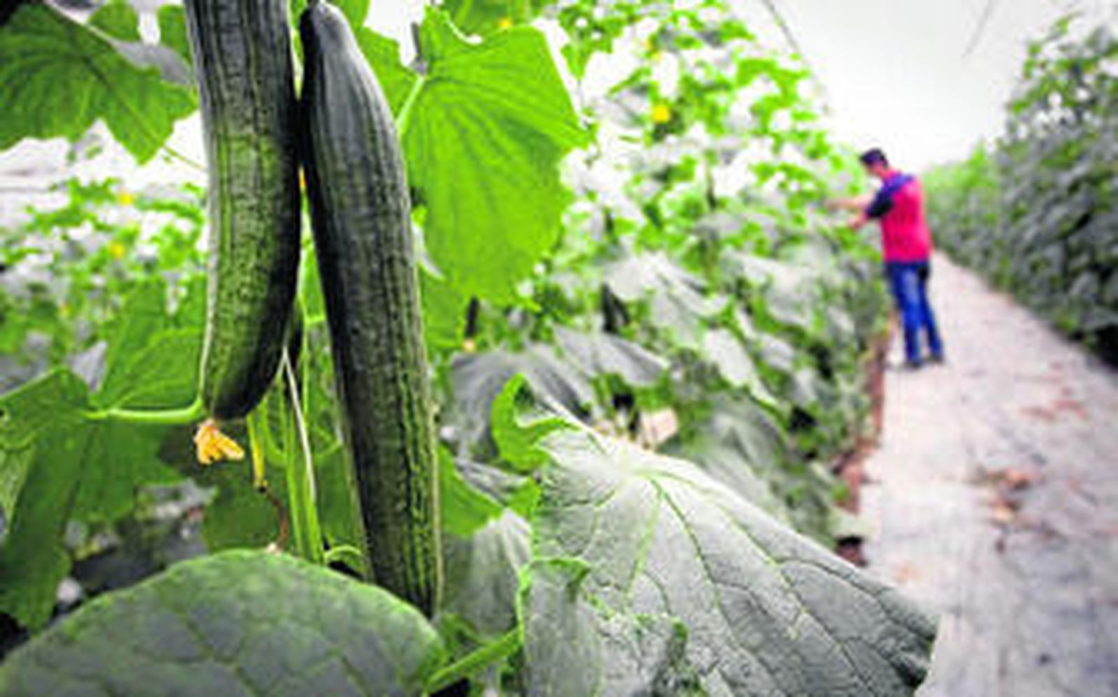 El pepino es una de las principales hortalizas que cultiva la provincia de Almería, tras el tomate, el pimiento y el calabacín.