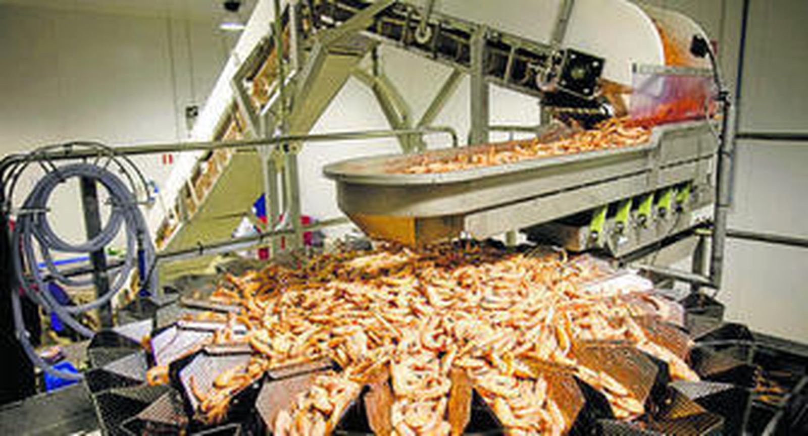 Uno de los momentos previos al llenado de las bandejas de marisco en la nave de Caladero en Cádiz.