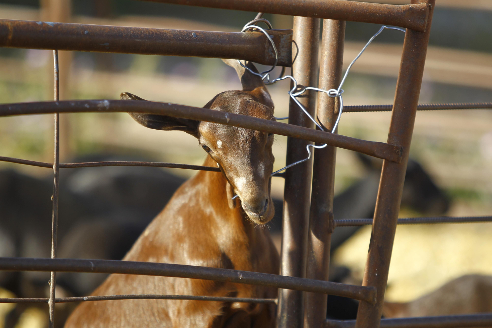 Cati Guirao, una ganadera hecha a sí misma, en imágenes