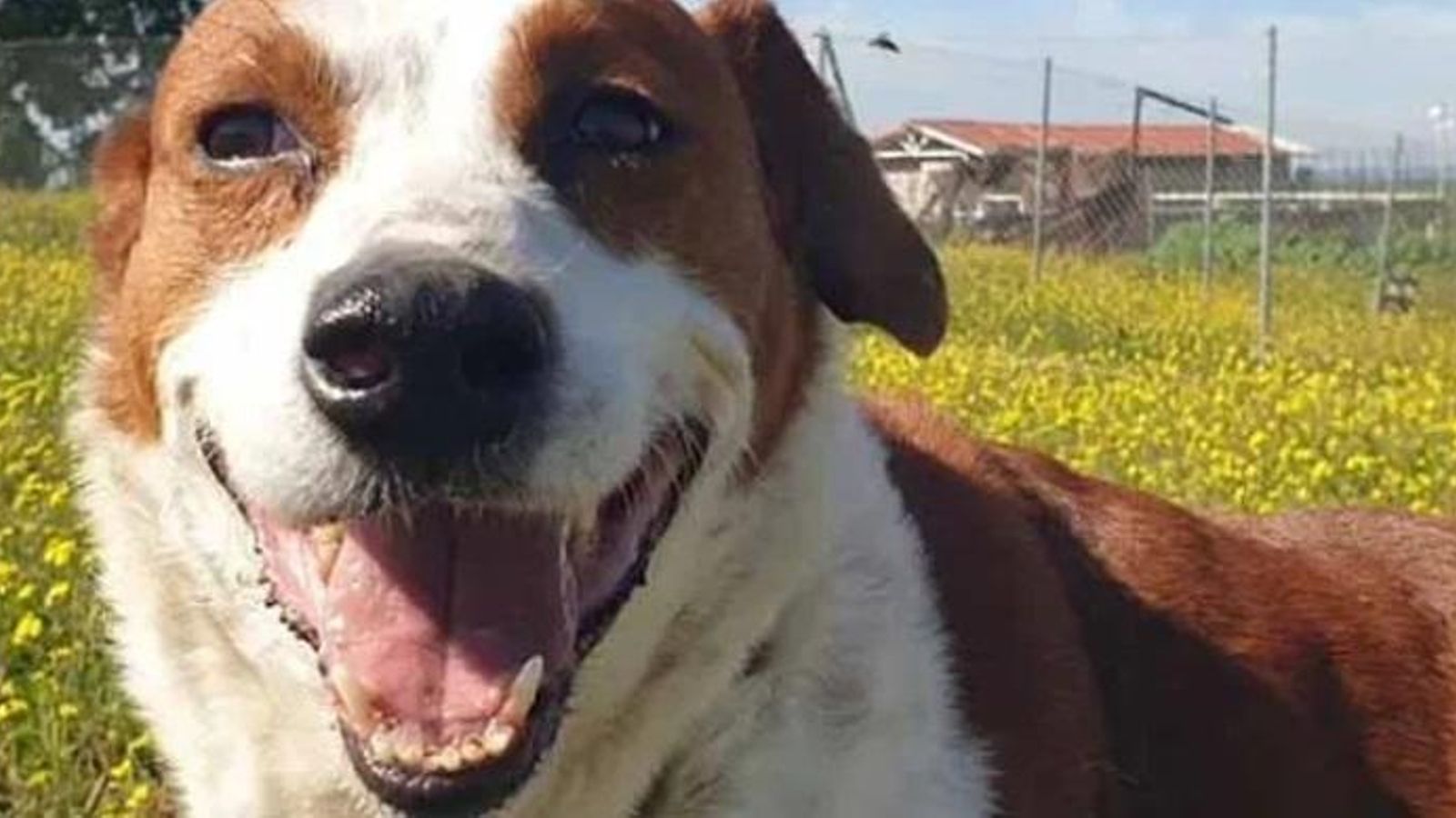 Daryl, el cachorro que se ha hecho mayor en un centro de acogida.