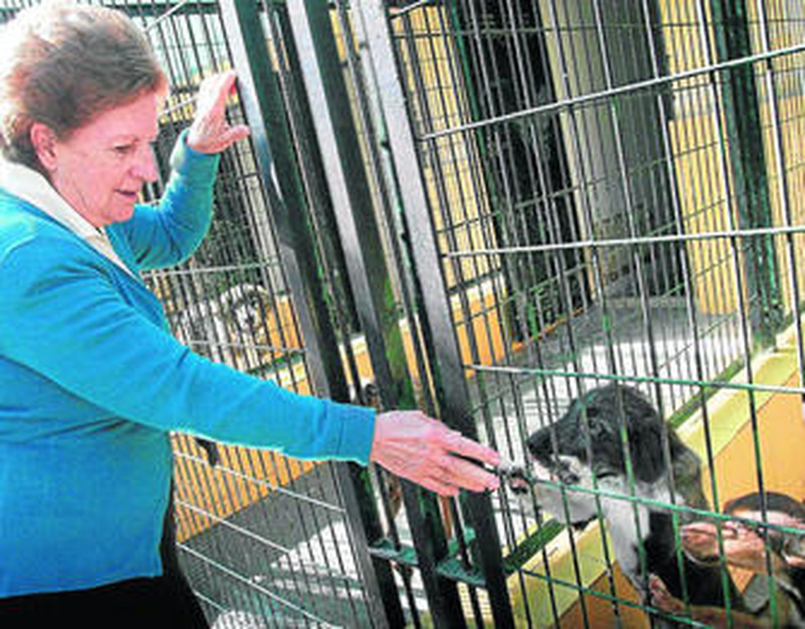 Paloma García Borrego, presidenta de la Asociación Protectora de animales, juguetea con dos perros.