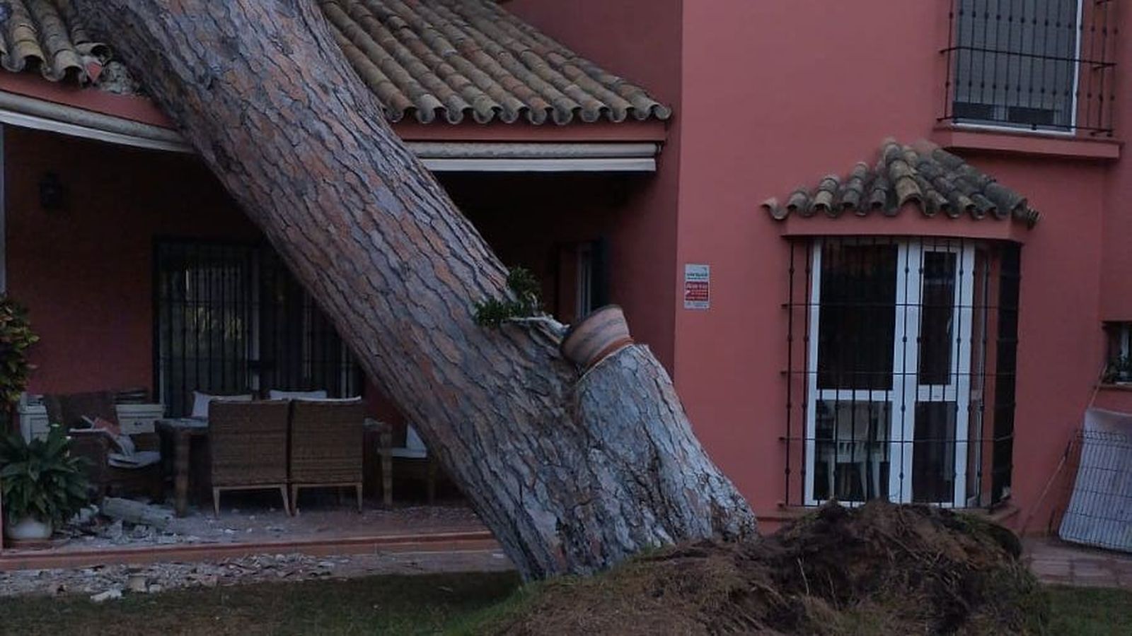 El enorme pino, en el momento de caer sobre el porche de una vivienda en El Águila.