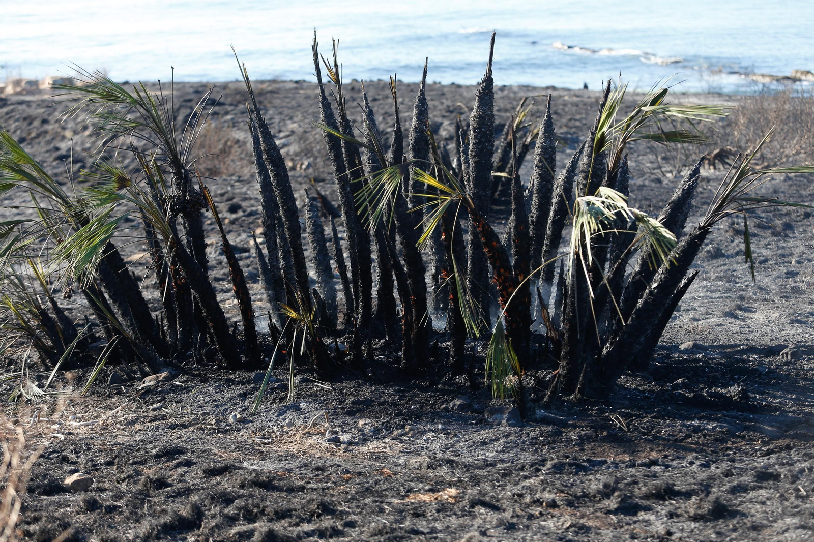 Daños en el Parque Centenario de Algeciras tras el incendio nocturno, en imágenes