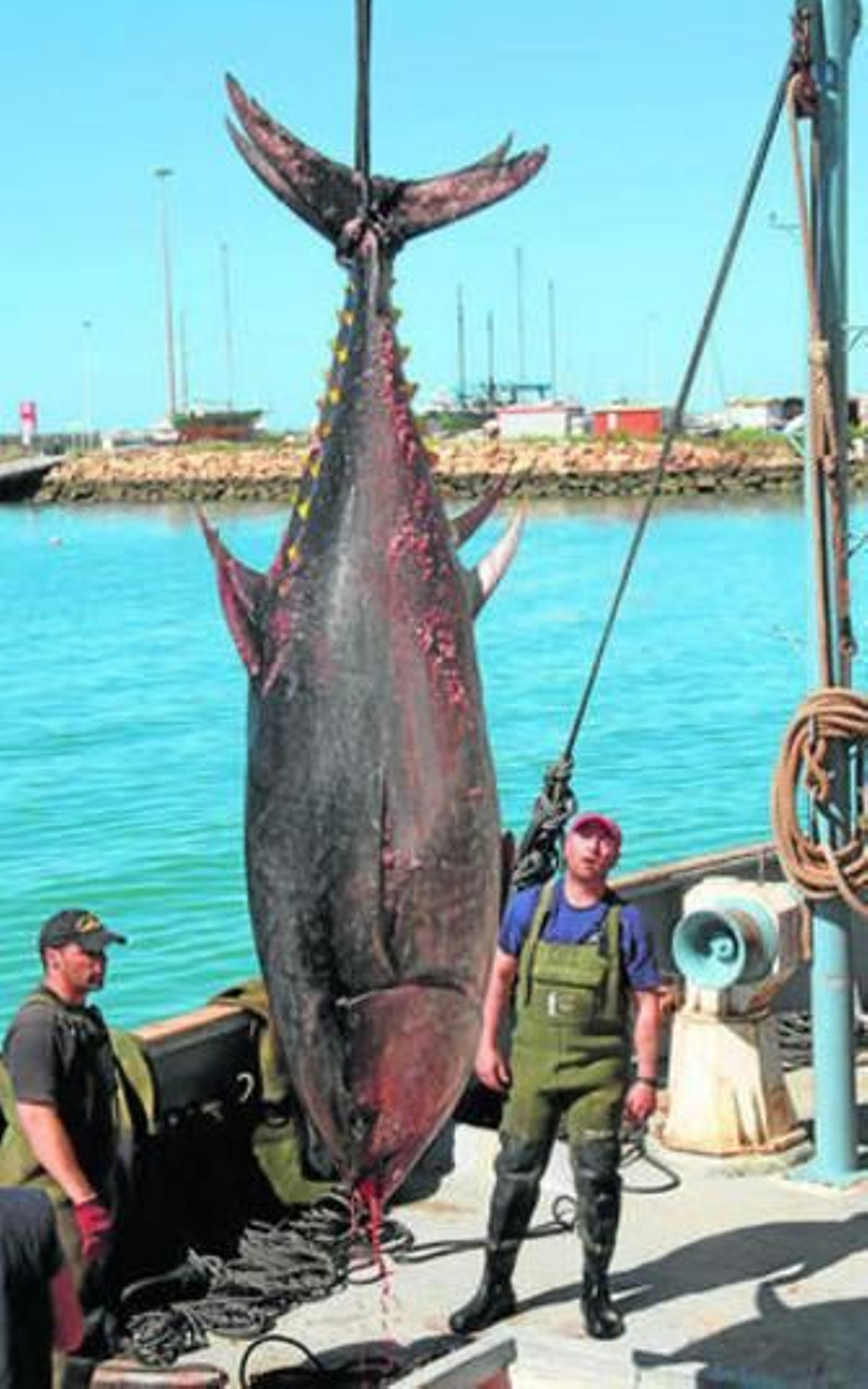 Maniobra de descarga de uno de los atunes, ayer en Barbate.