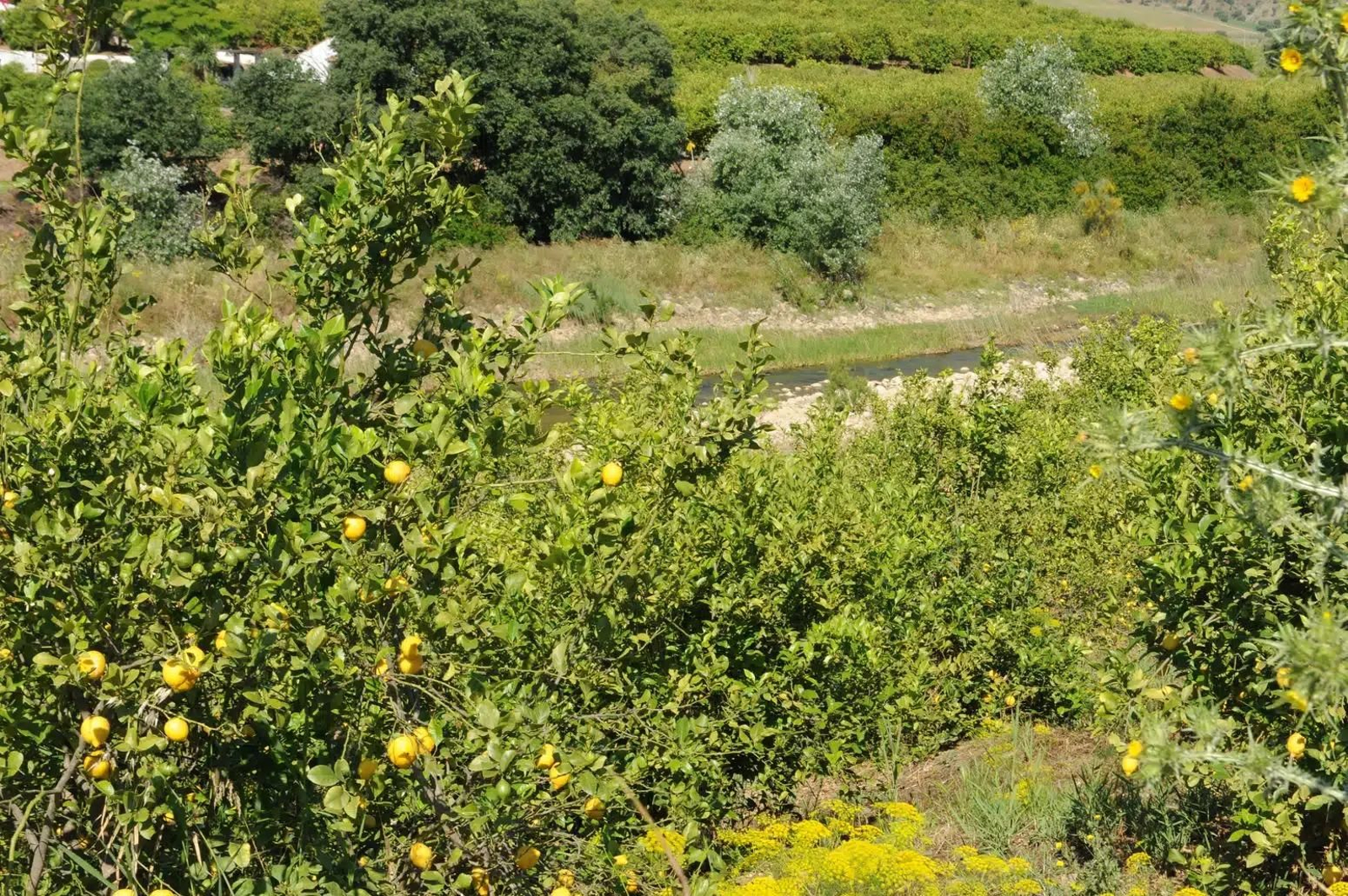Cítricos del Valle del Guadalhorce.