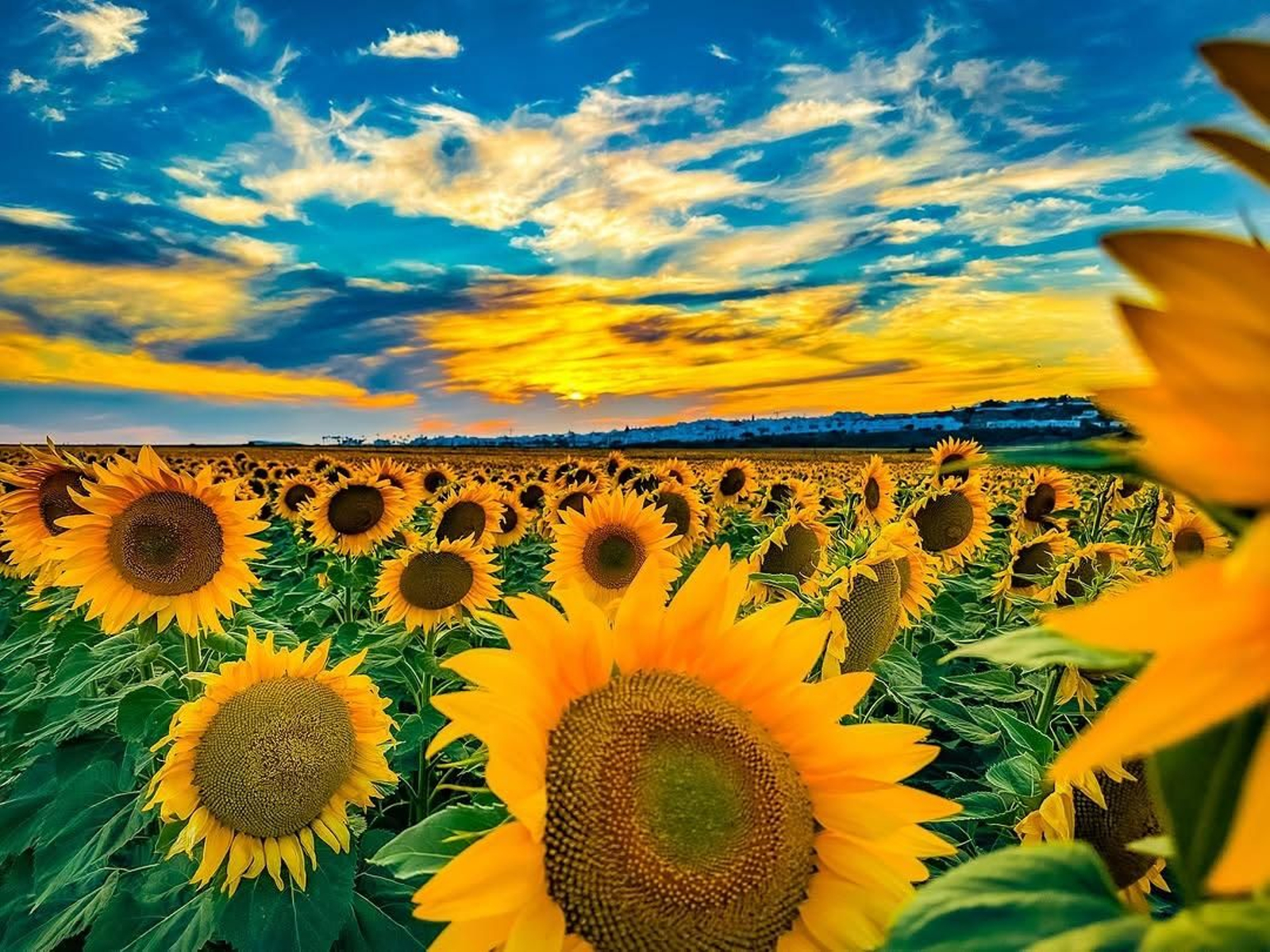 Mención Especial 'Mi Rincón Favorito'