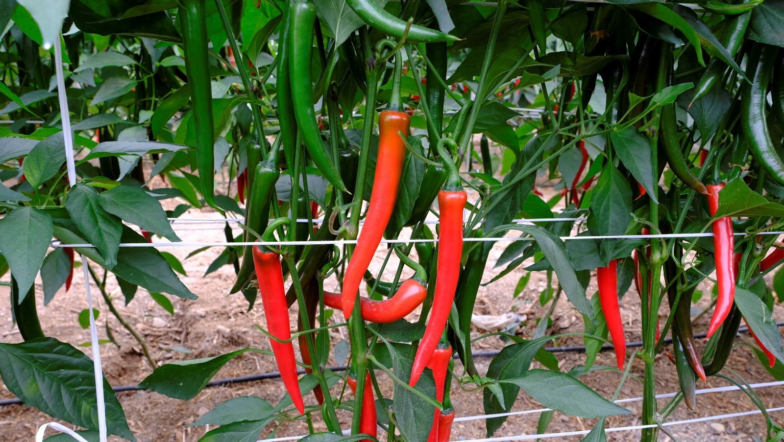 Vea la explotación de pimientos Paco Fernández en La Mojonera