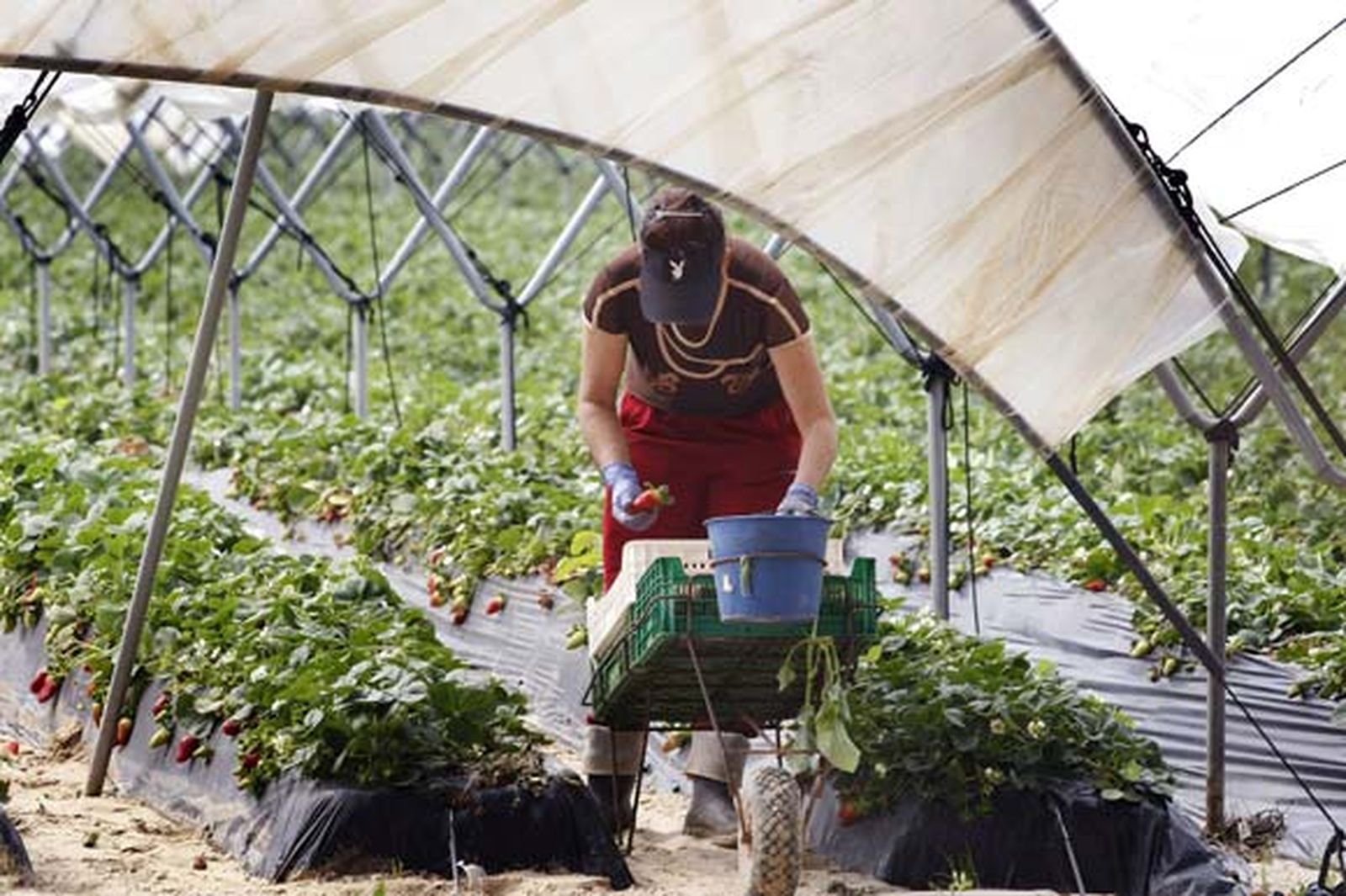 Entre Mazagón y Palos se extiende un mar blanco que oculta los campos de fresa, que oculta el lugar de ninguna parte de los africanos derrotados

Foto: Fito Carreto