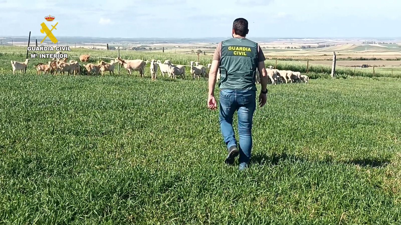 Agente de la Guardai Civil con varios de los animales robados.