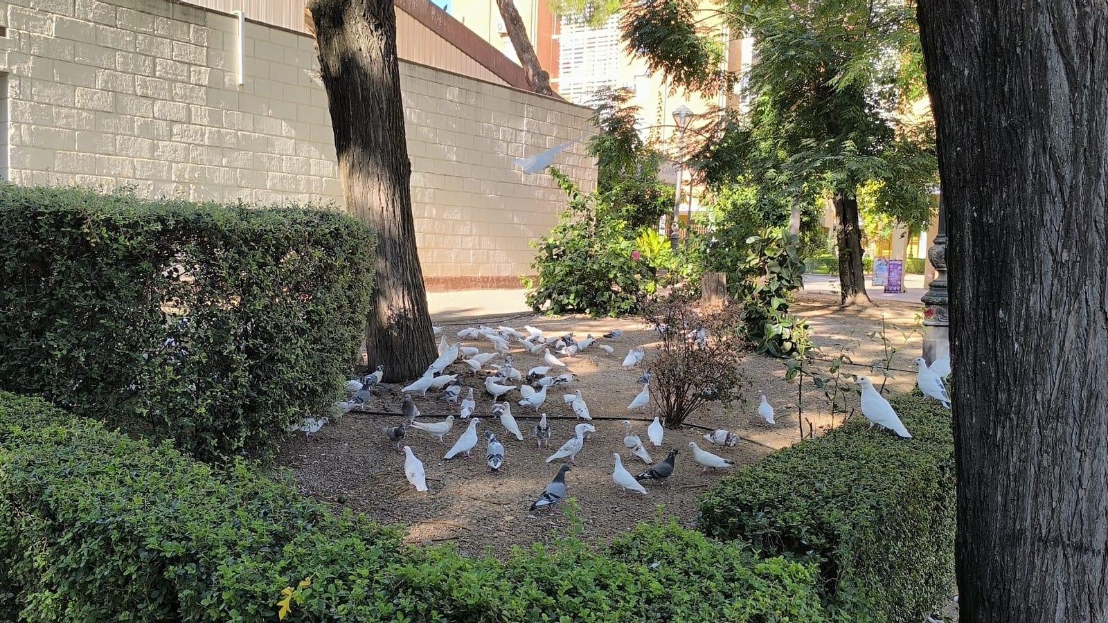 Palomas junto a la iglesia Virgen del Camino.