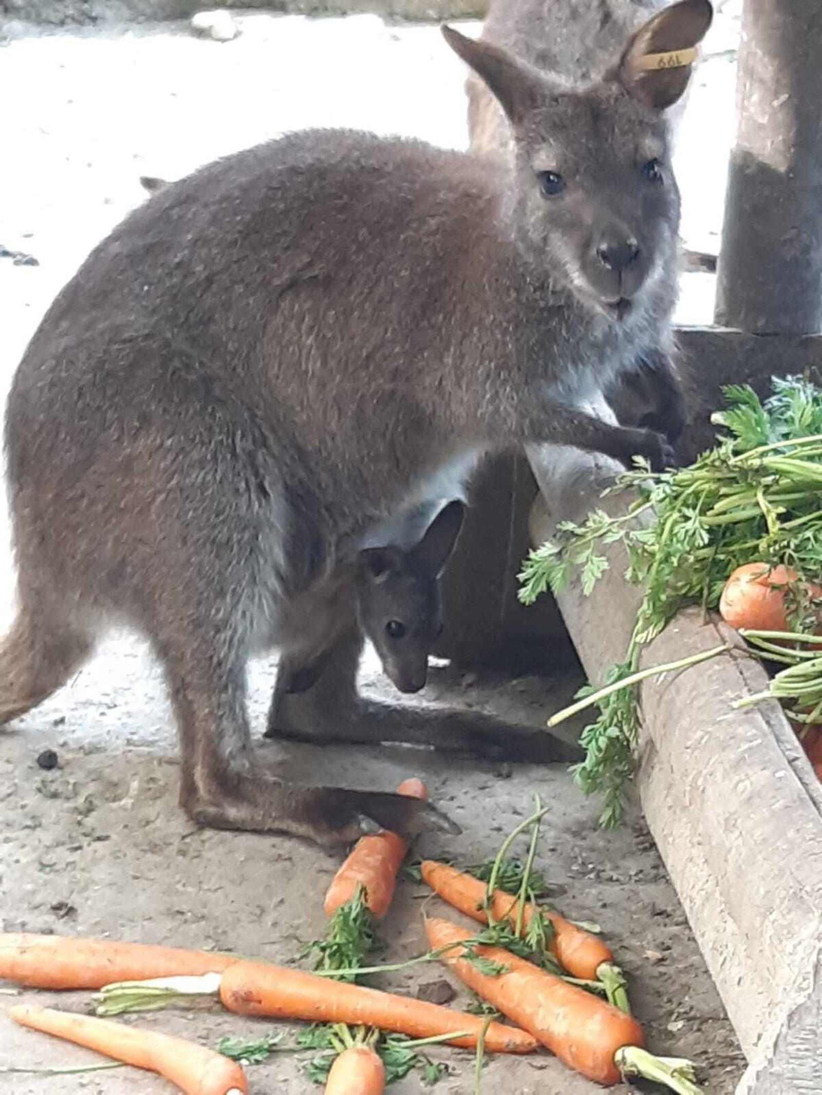 Una de las crías de canguro de Bennet nacidas en el Zoo jerezano.