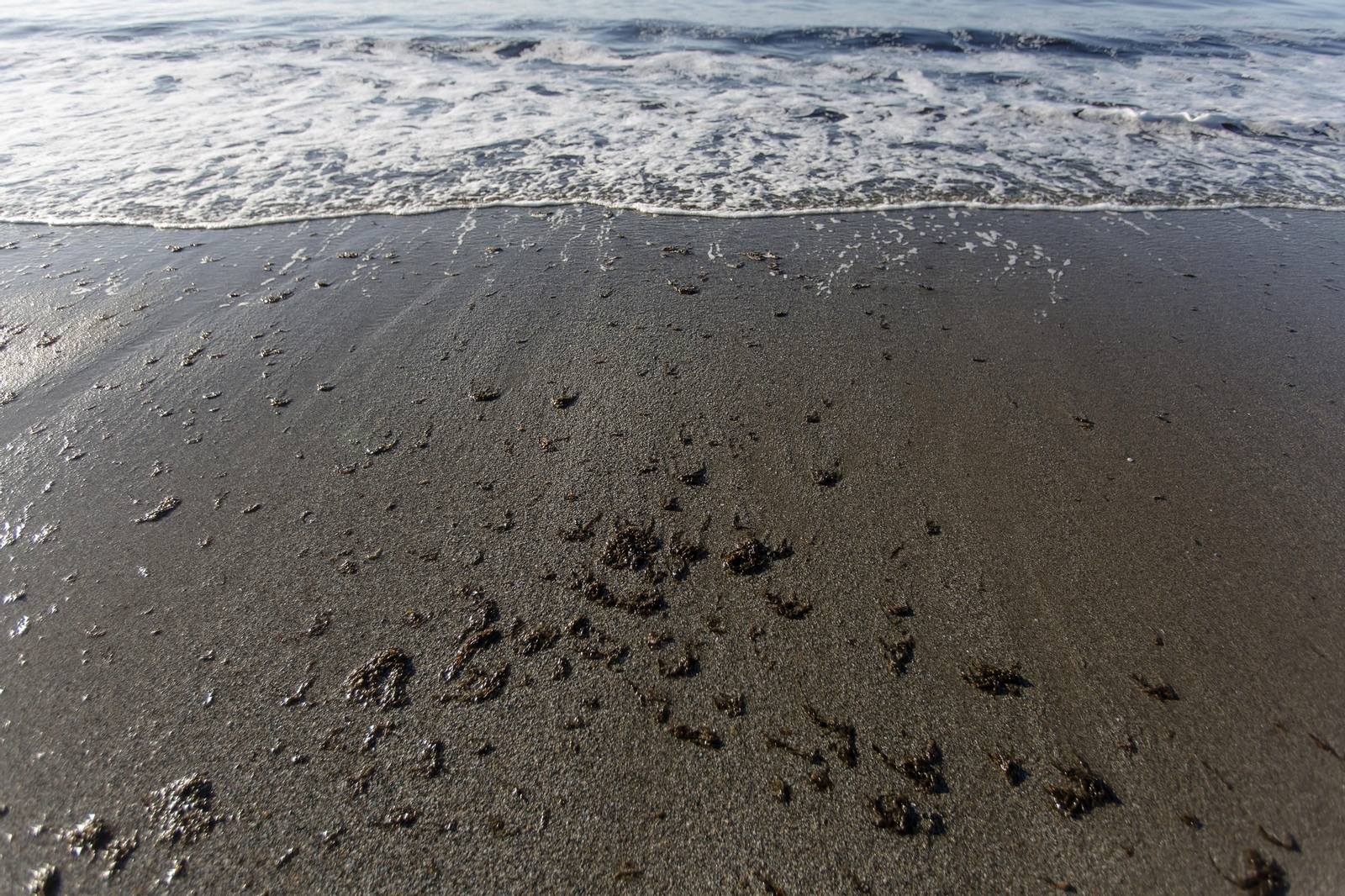 El alga asiática invade de nuevo la playa de Los Caños de Meca