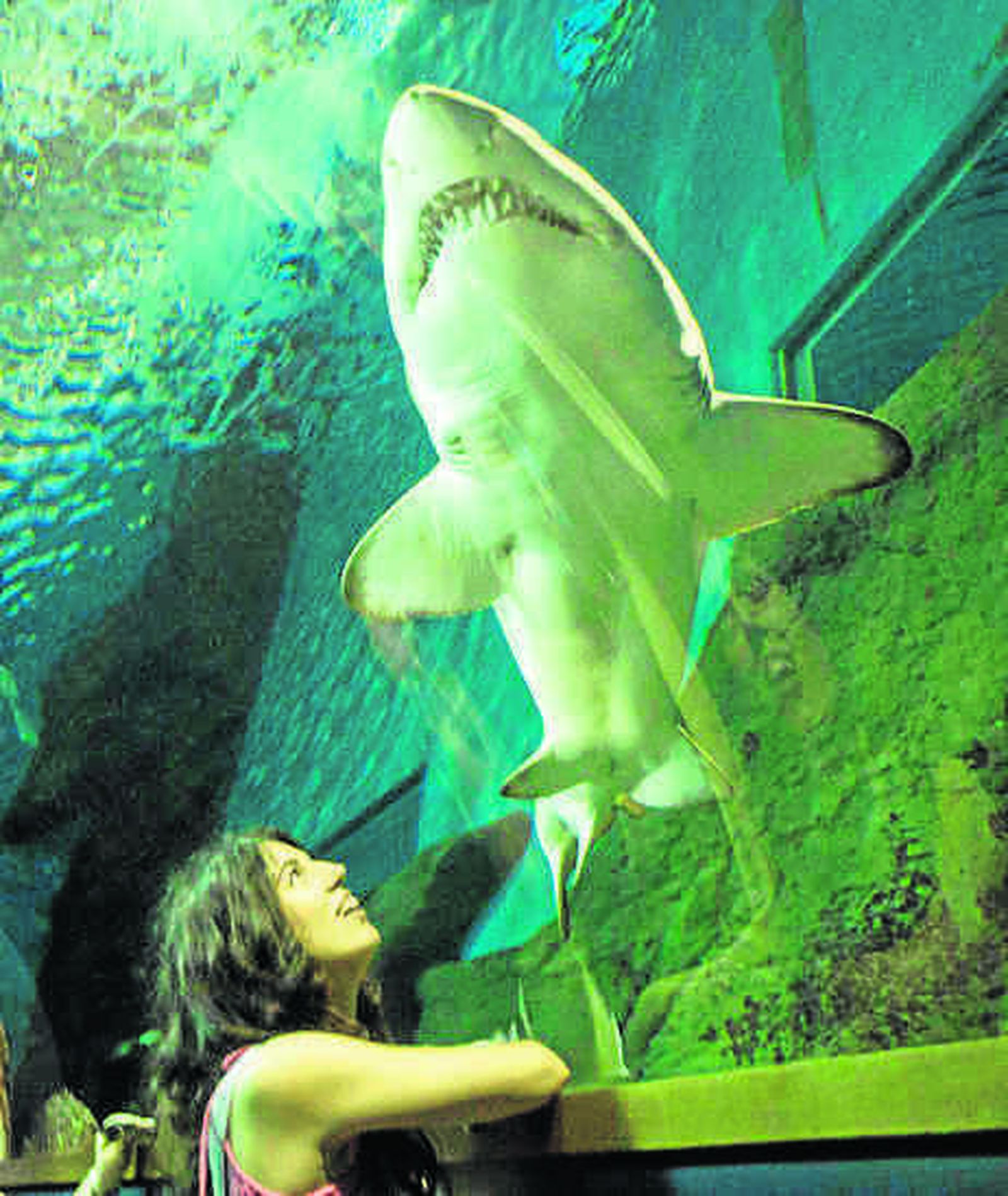 El Acuario de Sevilla, uno de los grandes atractivos turísticos del momento.