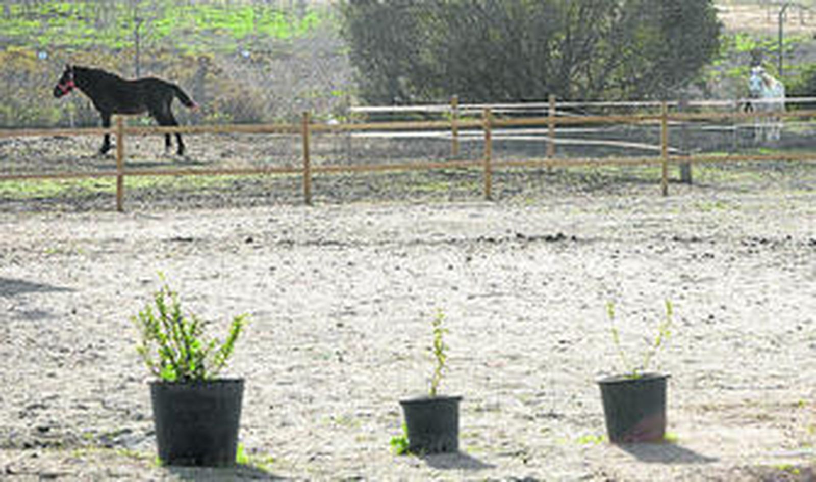 Dos equinos en las instalaciones de Hípica La Isla en el Cerro de los Mártires.