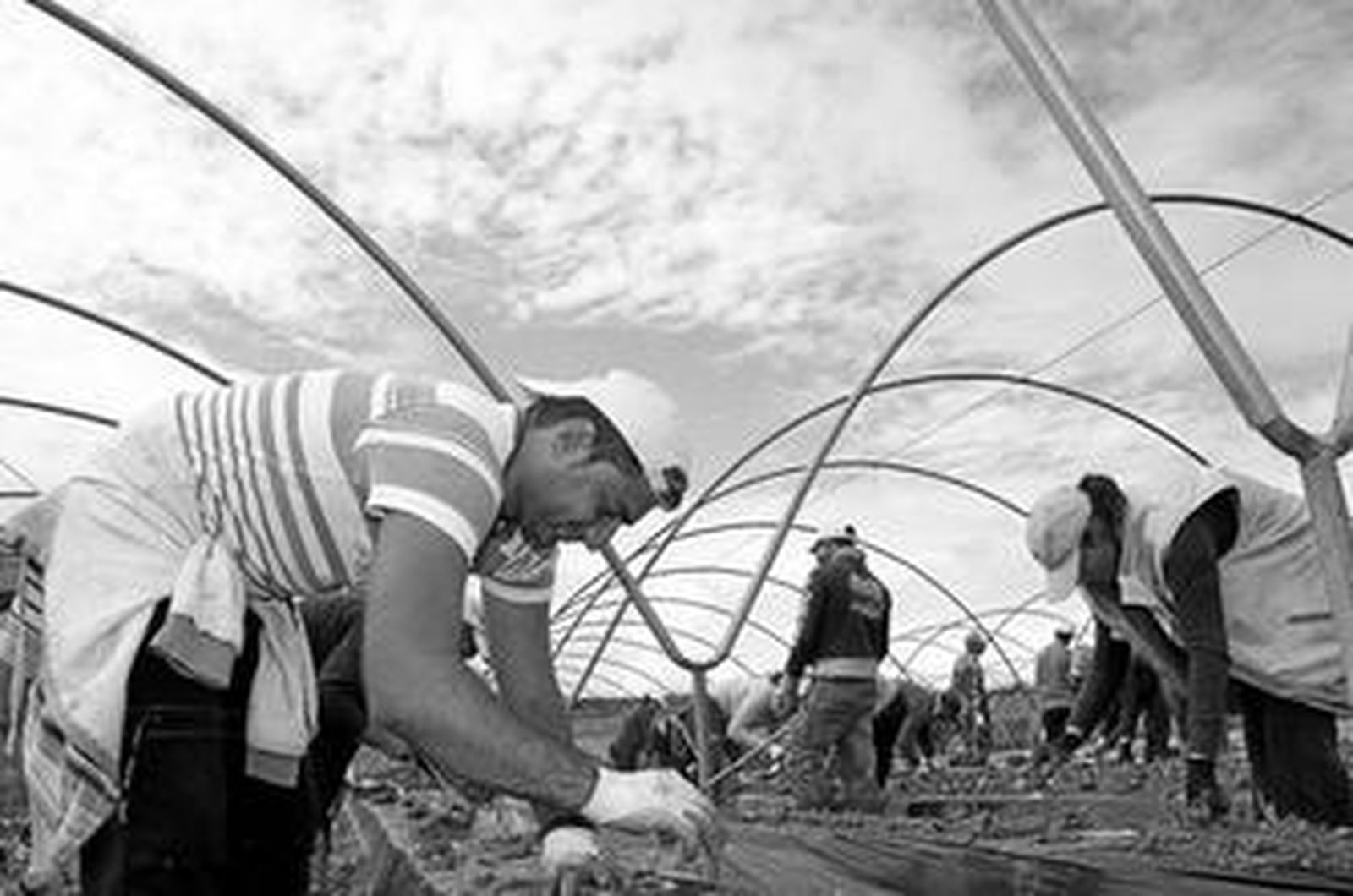 El campo se tiñe de fresa