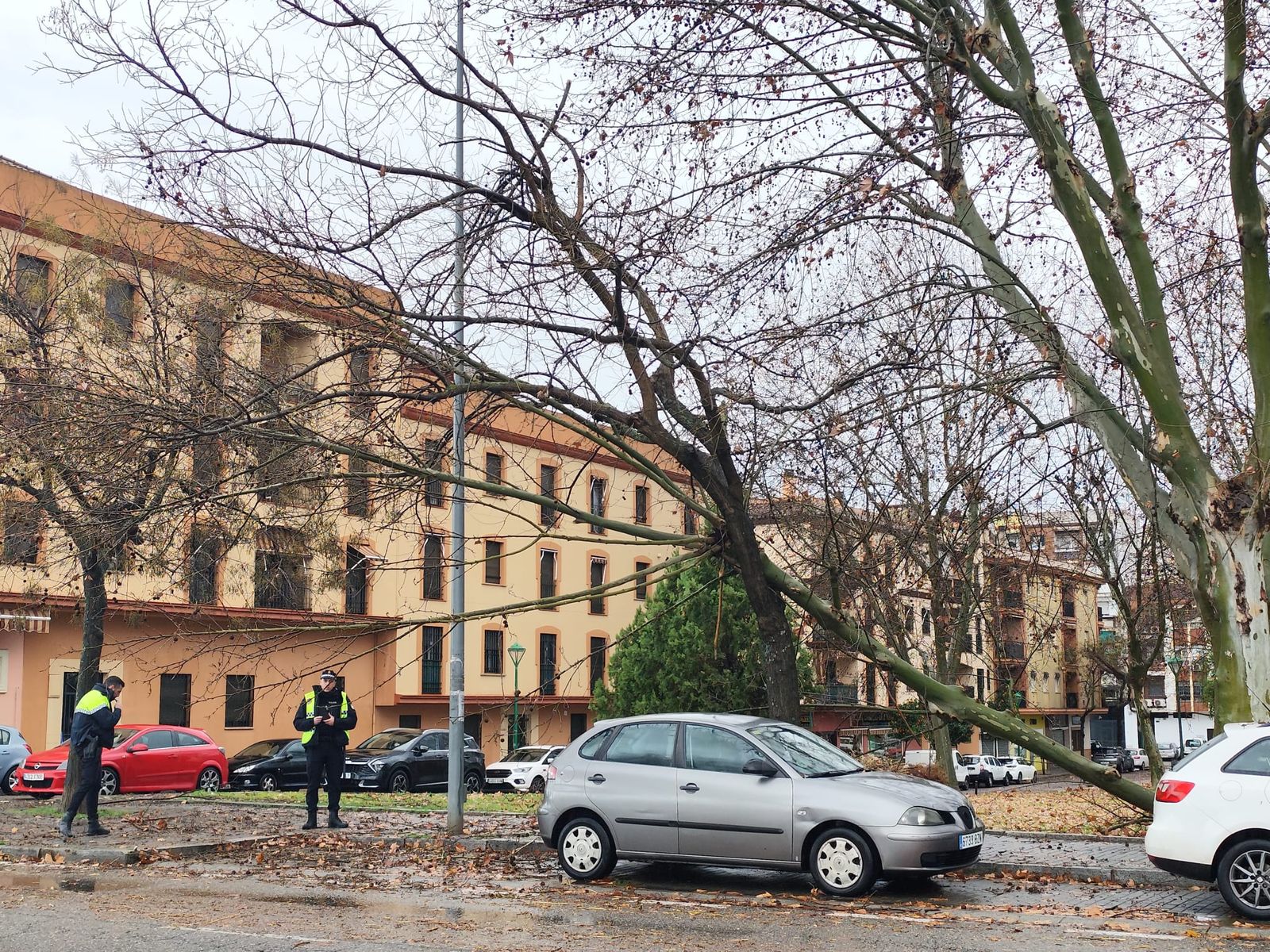 Las imágenes de los destrozos de la borrasca Kristin en Córdoba: árboles arrancados y desprendimientos de tejados y fachadas