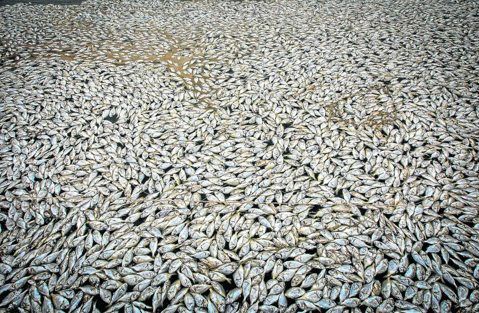 Mueren 15.000 doradas en una piscifactoría