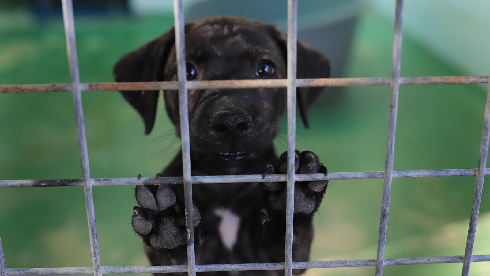 La protectora 'No me abandones' tiene 80 perros wue buscan un hogar