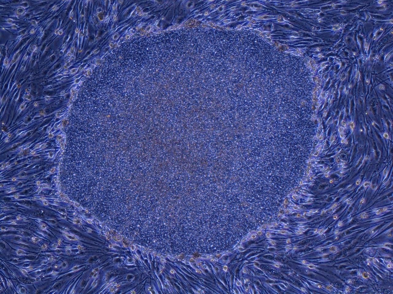 Japón aprueba la creación de embriones humanos para investigación utilizando células iPS