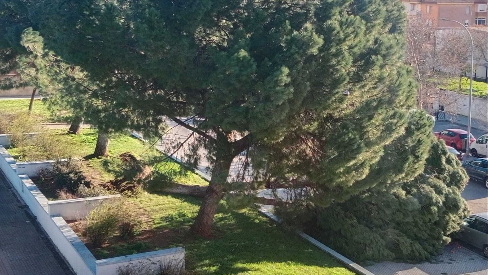 Árboles caídos en Nuestra Señora de la Merced.