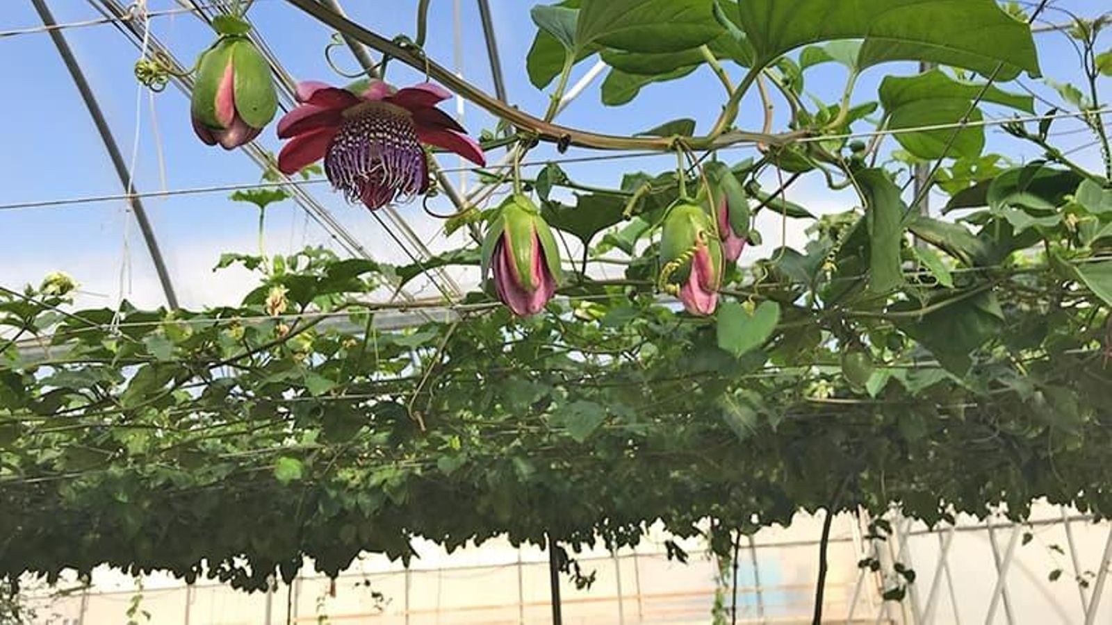 Brote de maracuyá con hojas, flores y zarcillos.