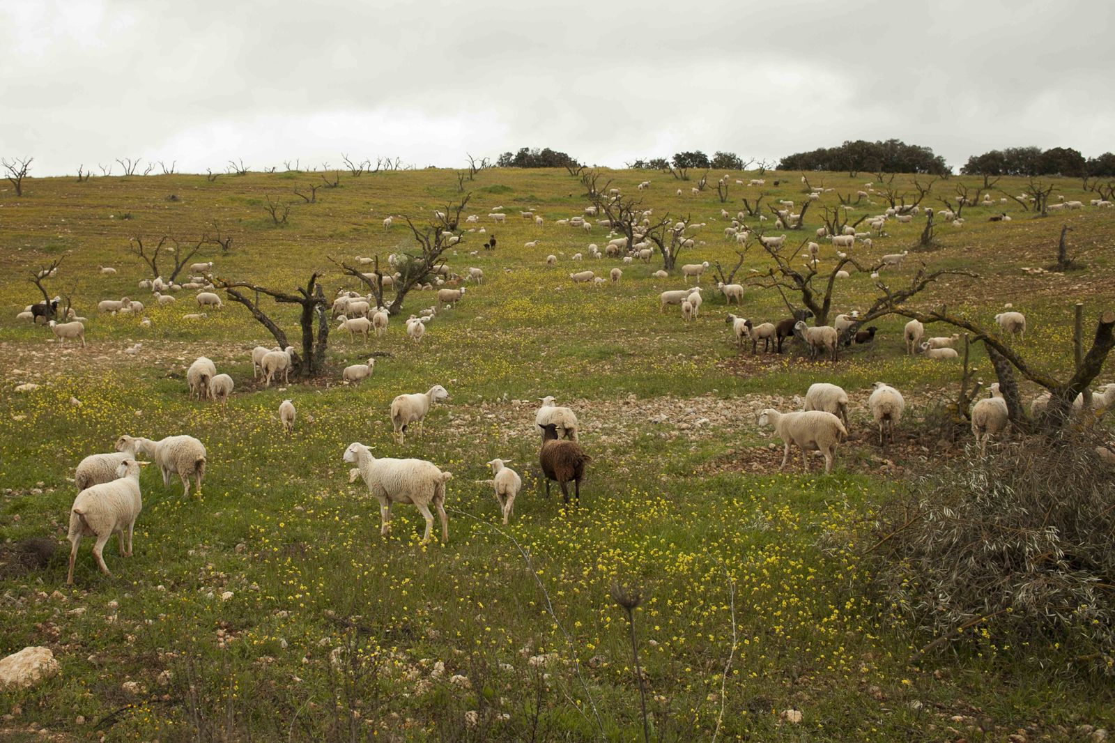 Ovejas merinas en la Serranía de Ronda.