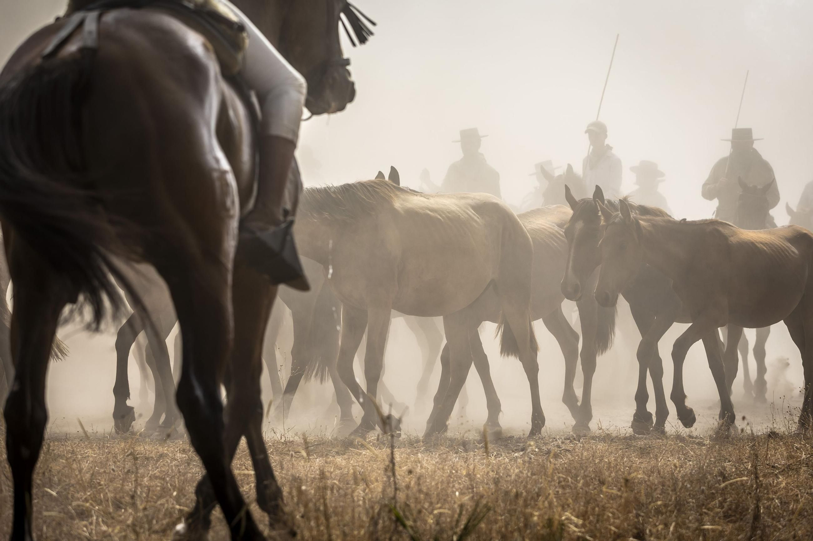 Imágenes de la 'Recogida de las Yeguas' en Hinojos este domingo