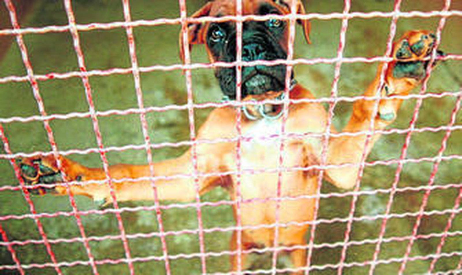 Un perro en la Sociedad Protectora de Animales de Sevilla.