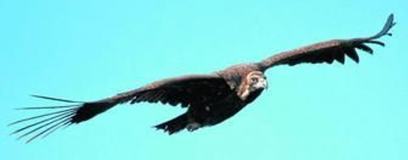 Ejemplar adulto de buitre negro en pleno vuelo. La envergadura de sus alas tiene una media de dos metros y medio y puede llegar hasta los tres. Es la mayor ave de Europa.