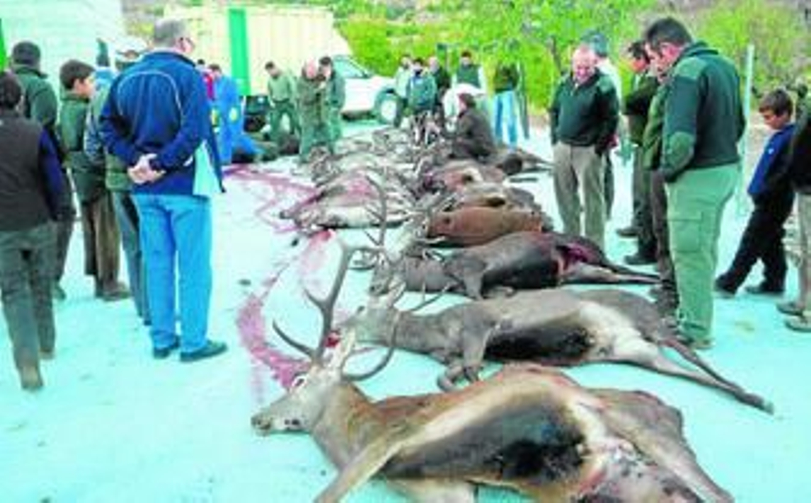 Ciervos y ciervas que se cazaron en una montería mixta que se celebró en la sierra de Bacares, gestionada por la Junta de Andalucía.