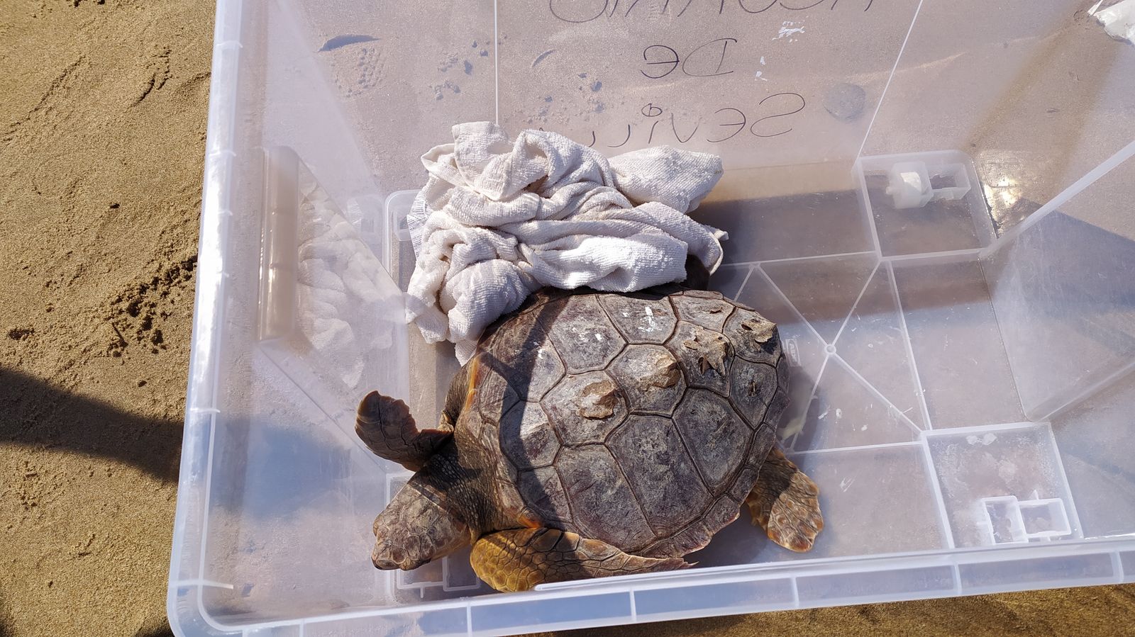 Suelta de tortugas marinas en la playa de Camposoto