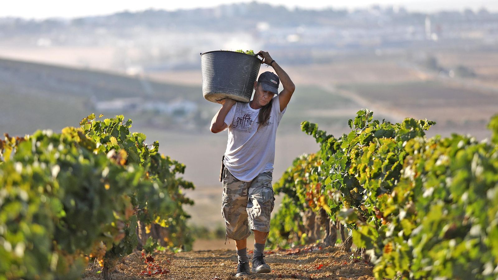 Un temporero camina con la uva recolectado por un líneo de El Canónigo, con las viostas de Jerez al fondo.