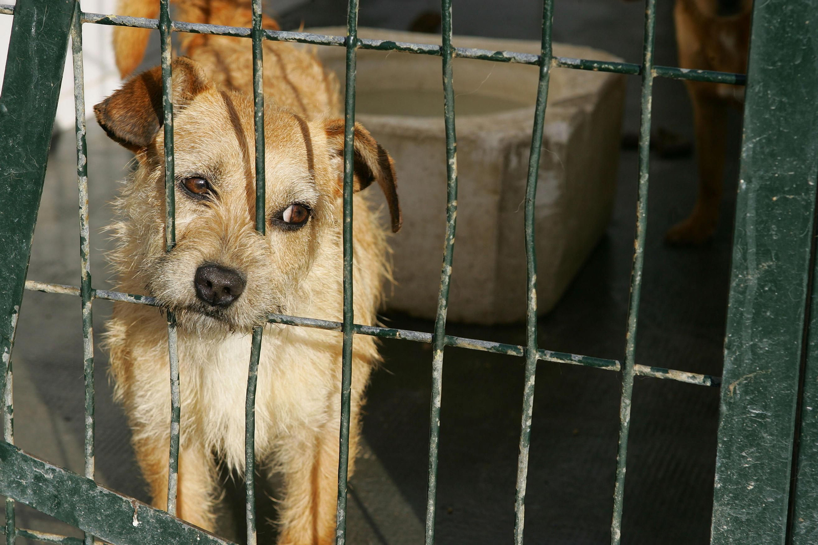 Un perro espera encontrar dueño